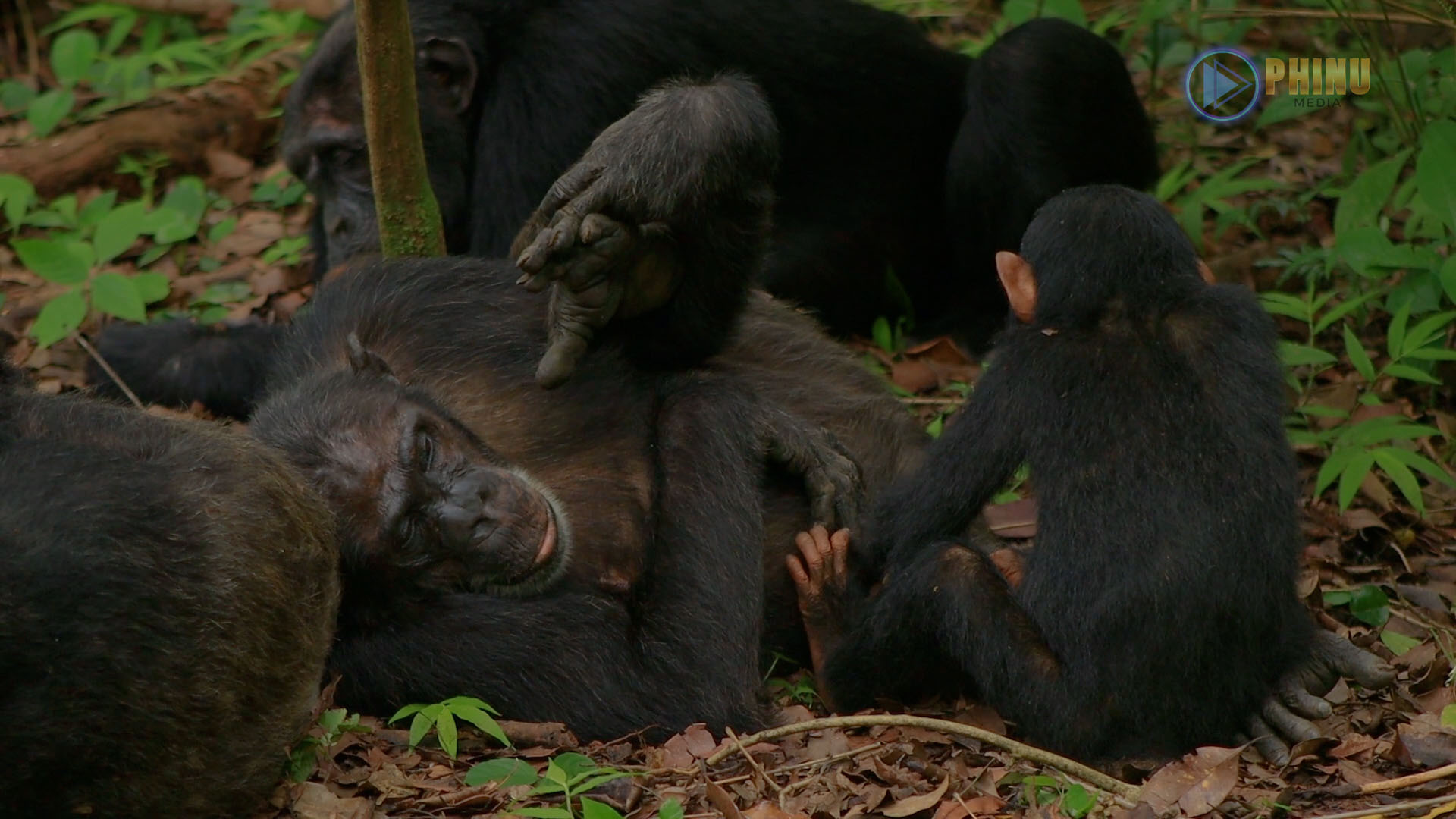 TEMBELEA MAHALE KUONA SOKWE WANAOISHI NA BINADAMU KWA UKARIBU