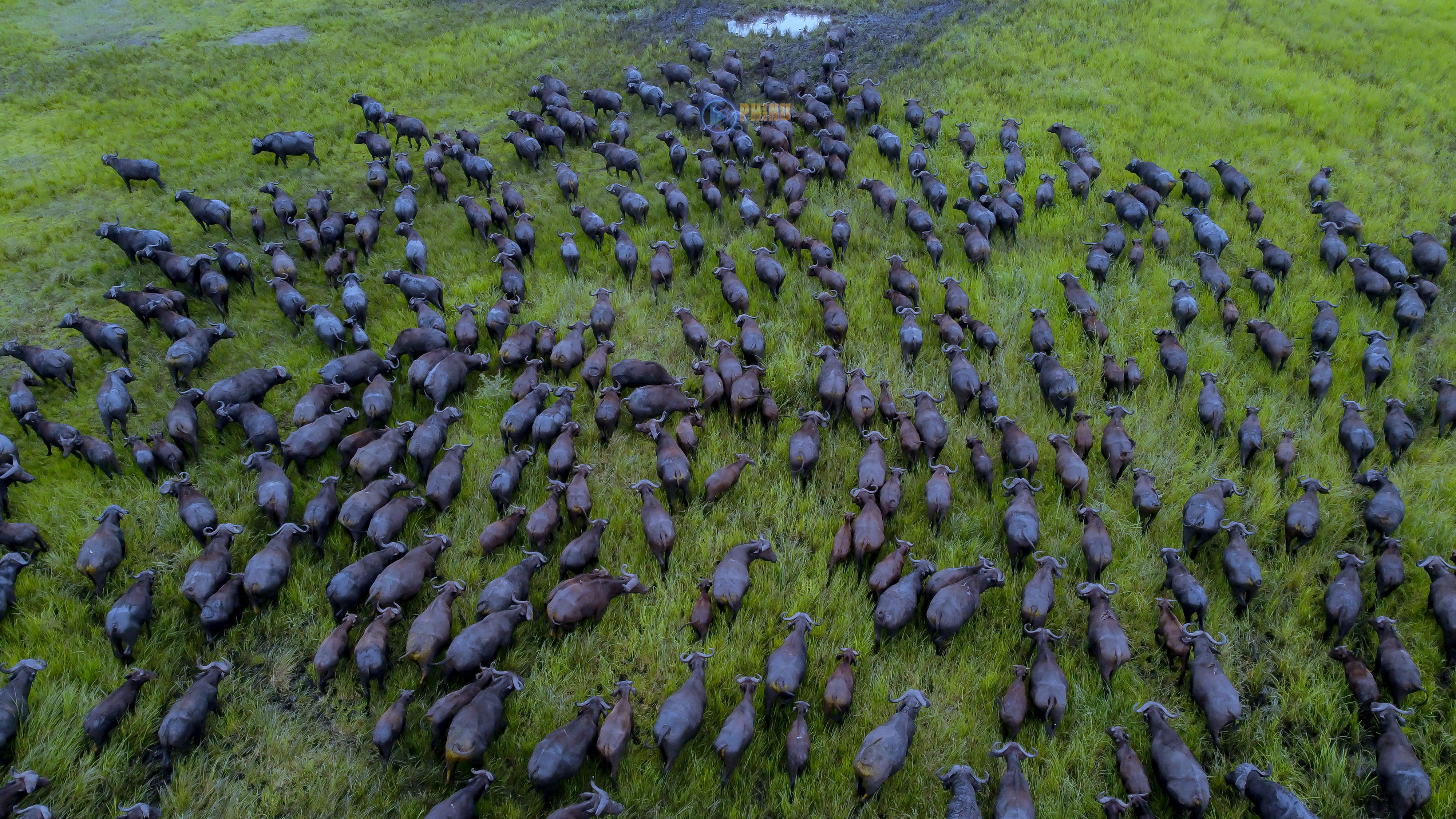 HAWA NDIO NYATI WANAOPATIKANA HIFADHI YA TAIFA KATAVI