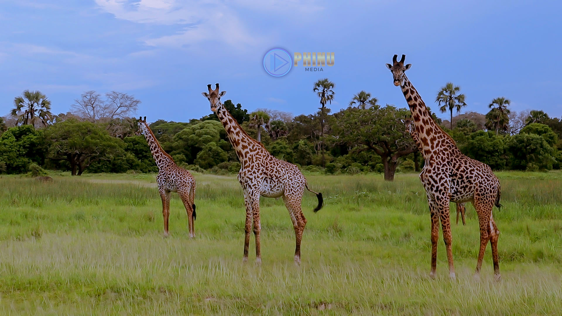 FAHAMU MAAJABU YA TWIGA WA KATAVI AMBAO HAWAPATIKANI MAENEO YOYOTE DUNIANI