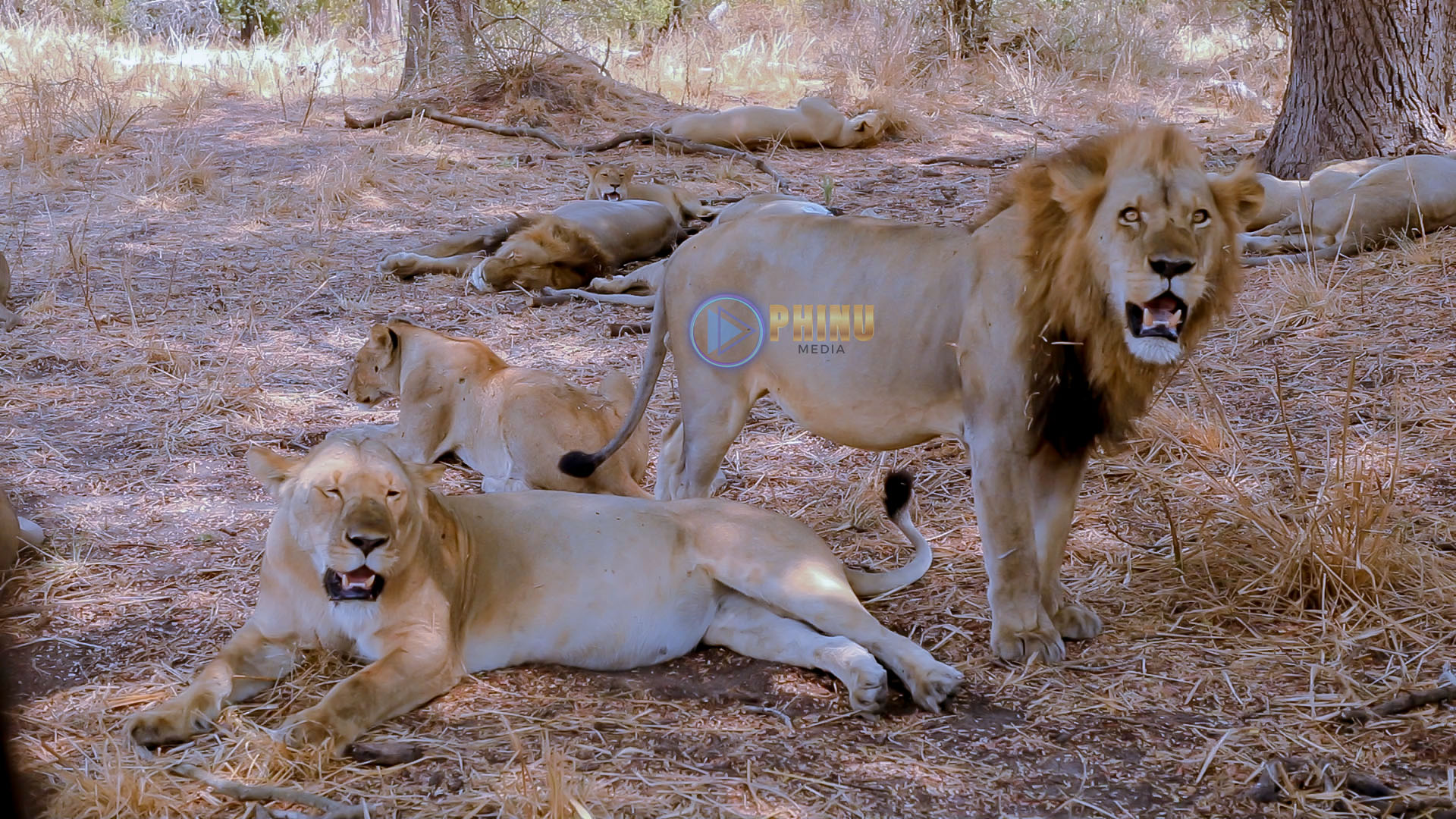 YAJUE MAAJABU YA MNYAMA SIMBA SEHEMU YA TATU