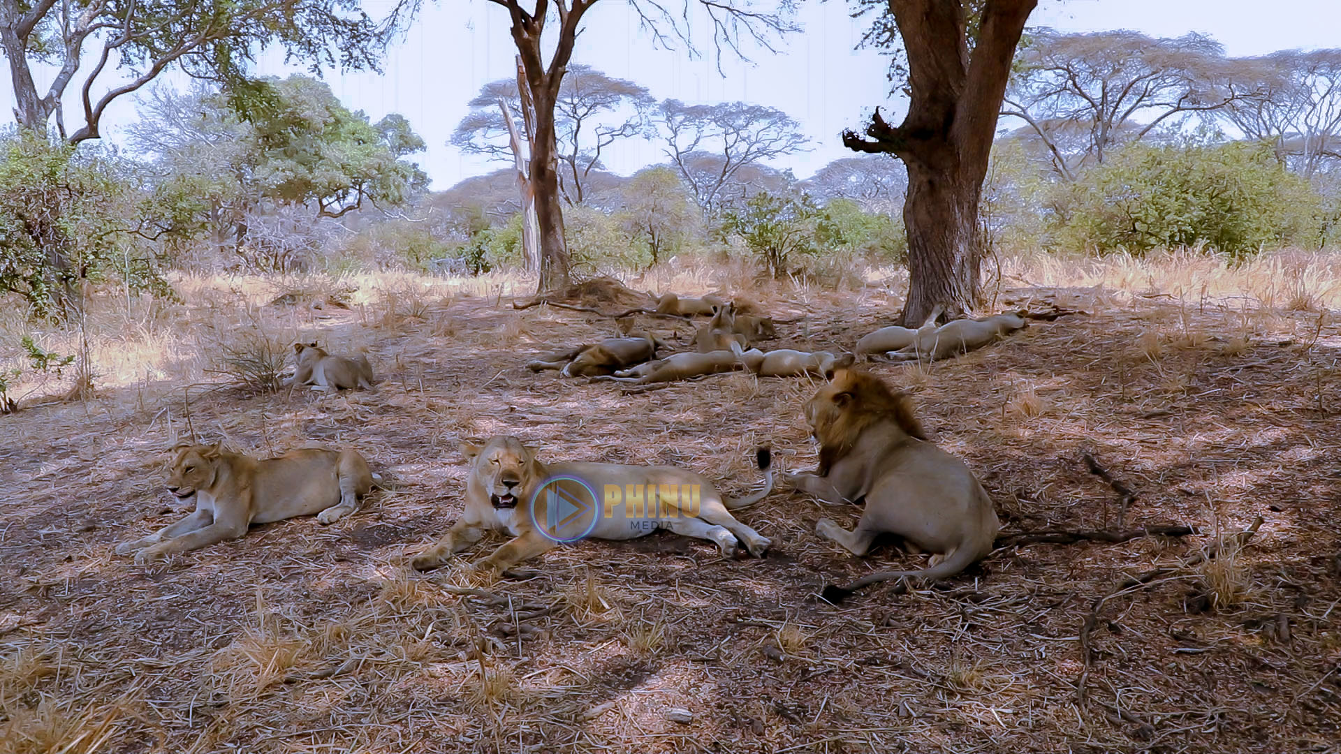 YAJUE MAAJABU YA MNYAMA SIMBA SEHEMU YA NNE